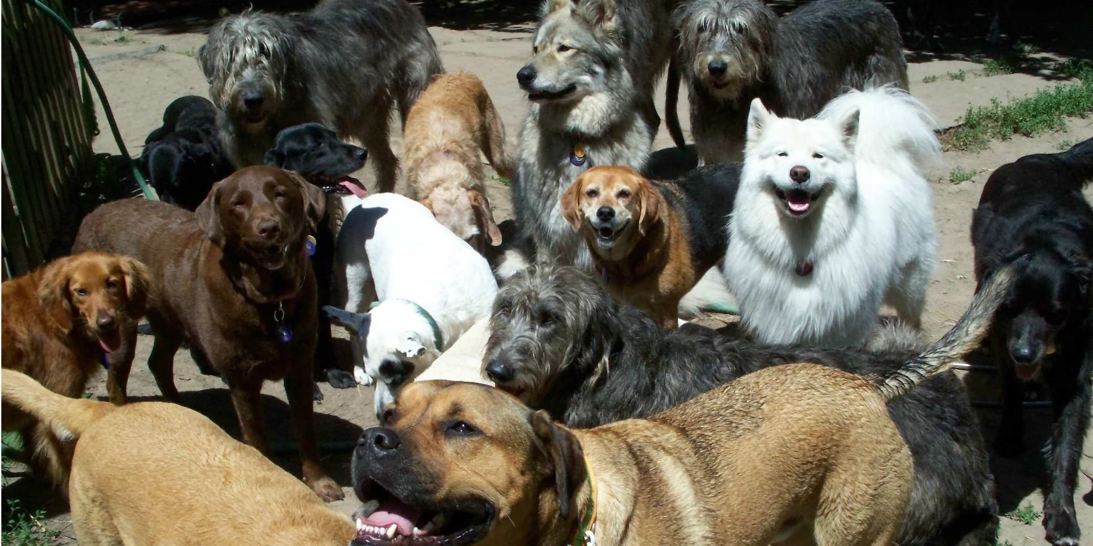 A happy pack of daycare dogs together in the Grateful Dog yard
